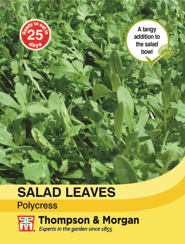 Salad Leaves Polycress Seeds