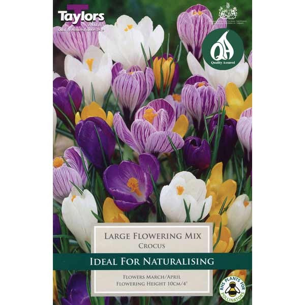 Crocus Mixed