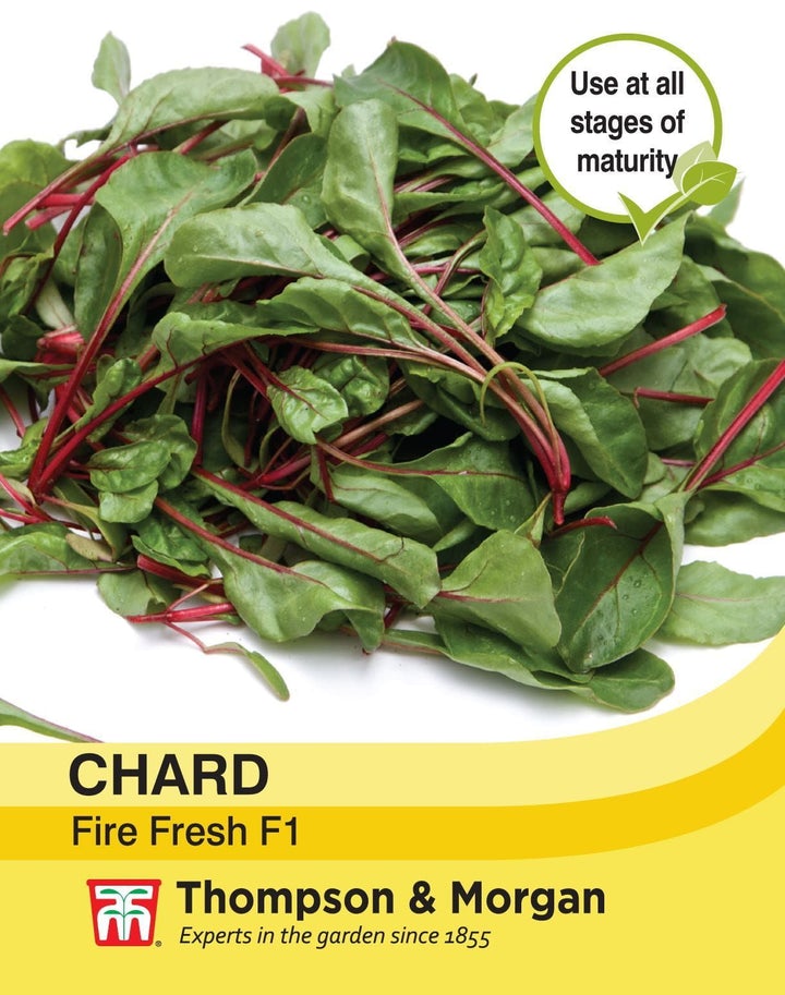 Chard Fire Fresh Seeds