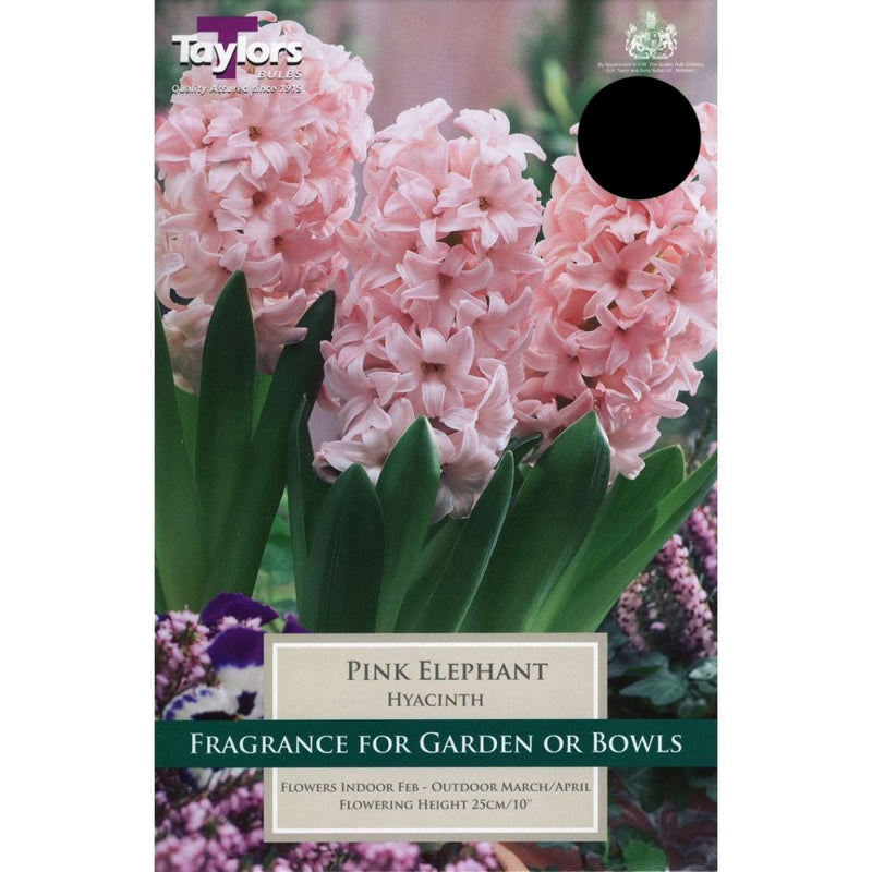 Hyacinth Pink Elephant