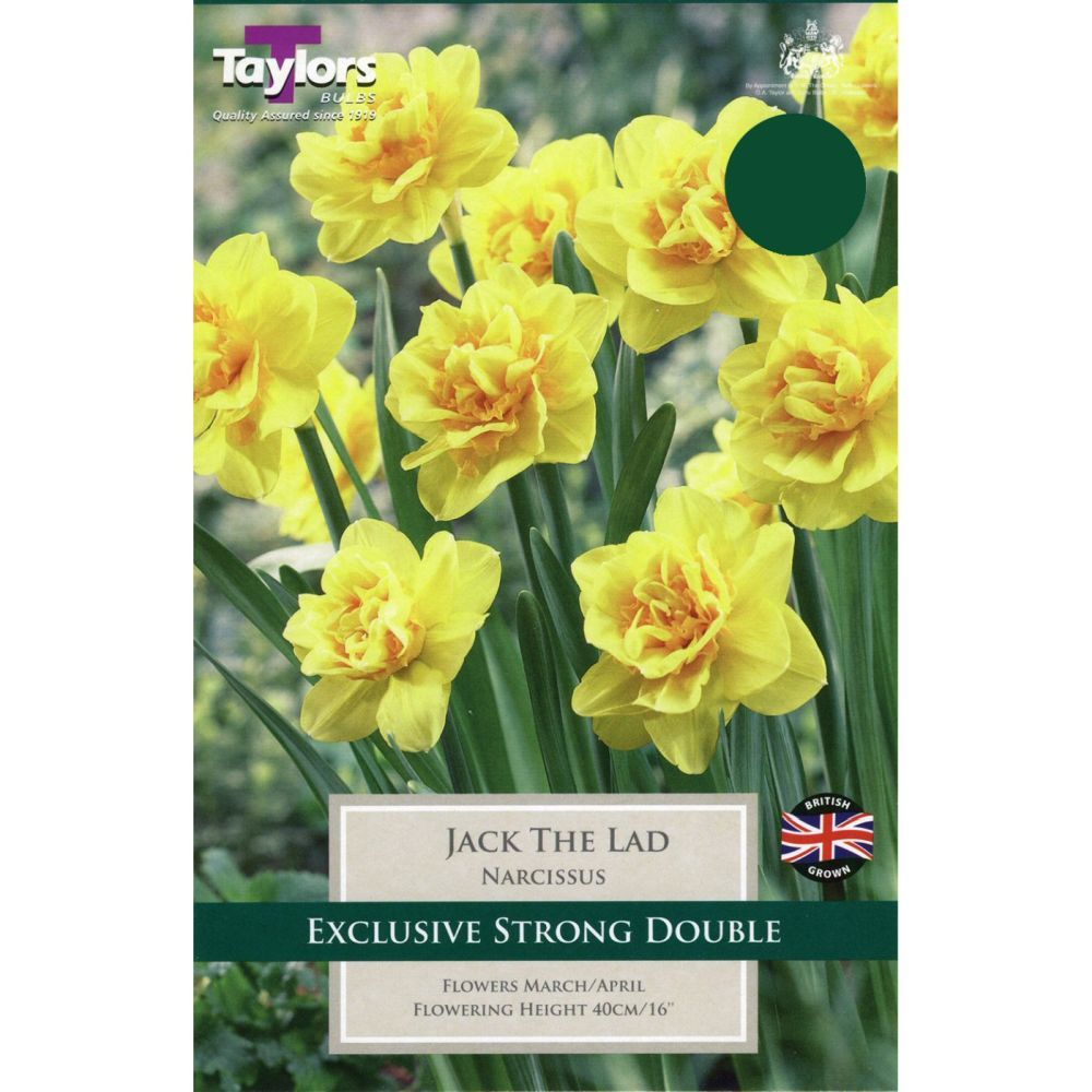 Narcissi 'Jack the Lad' Bulbs