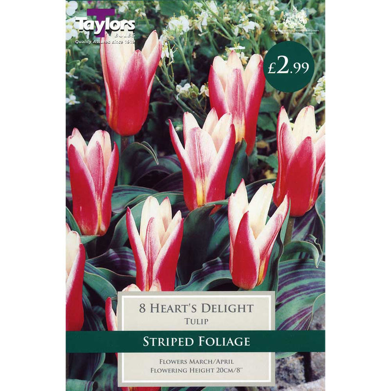 Tulip Hearts Delight