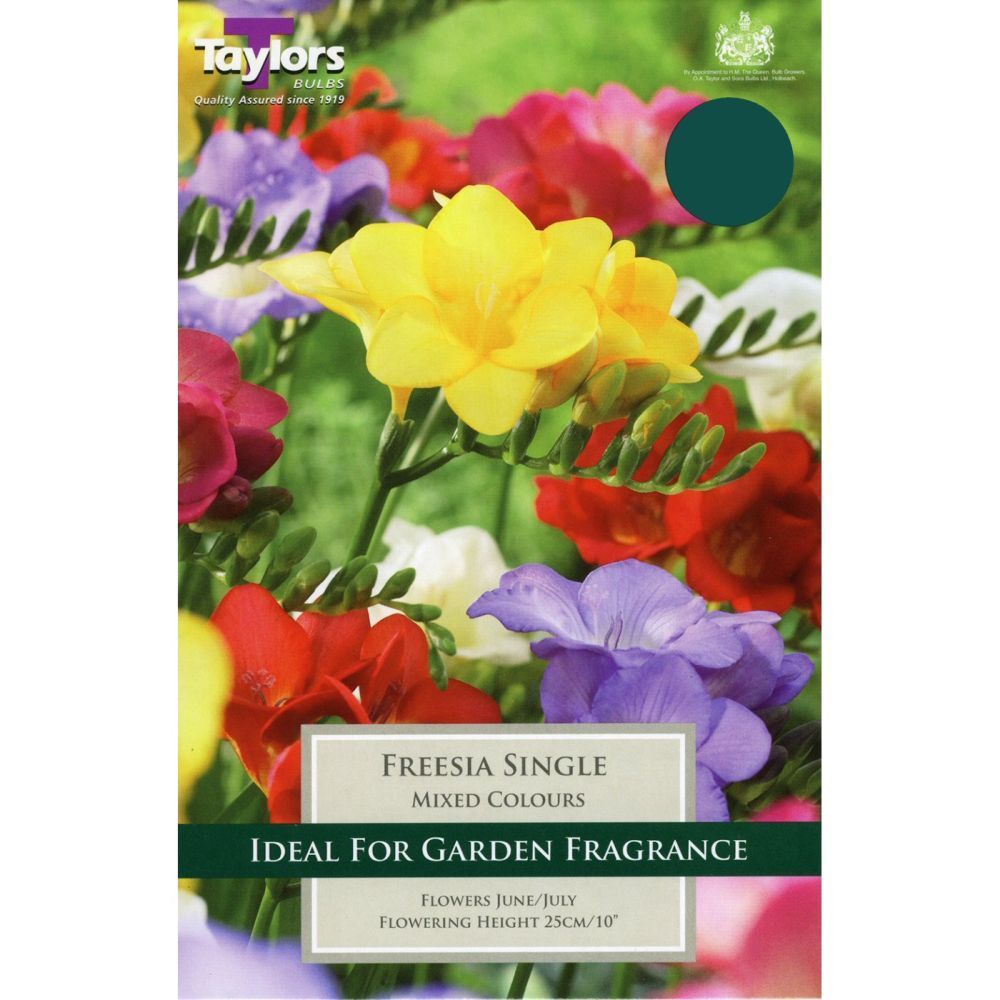 Freesia Single Mixed