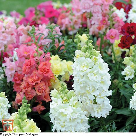 Antirrhinum Double Madam Butterfly Mixed Flower Seeds