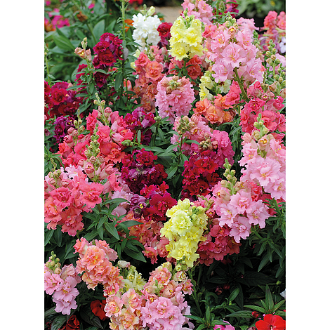 Antirrhinum Double Madam Butterfly Mixed Flower Seeds