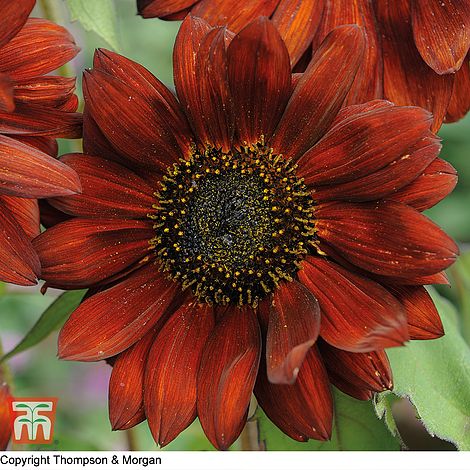 Sunflower Velvet Queen Flower Seeds