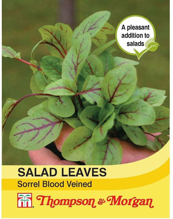 Salad Leaves Sorrel Blood Veined Seeds