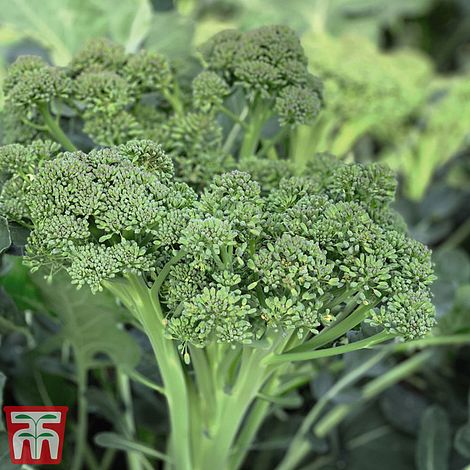 Broccoli Calebrini Sweet Returns Seeds