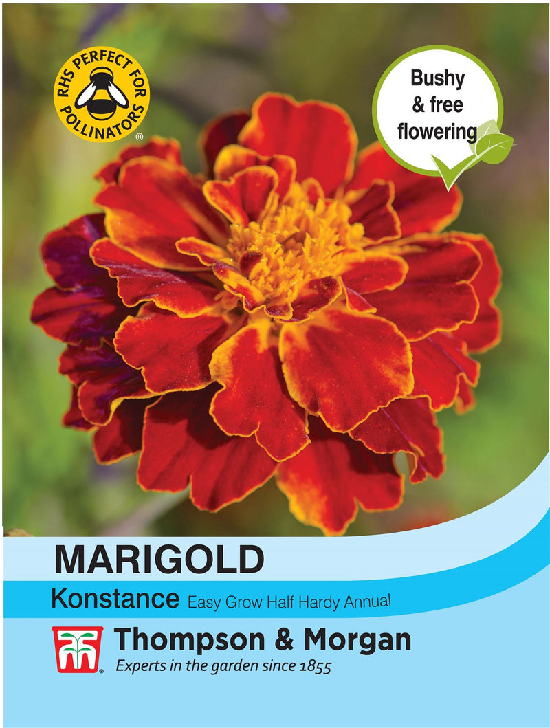 Marigold Konstance (French) Flower Seeds