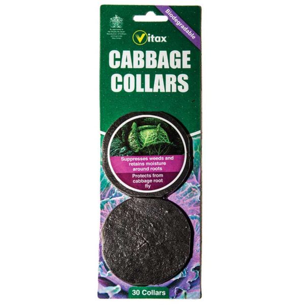 Cabbage Collars (30) | Cornwall Garden Shop | UK