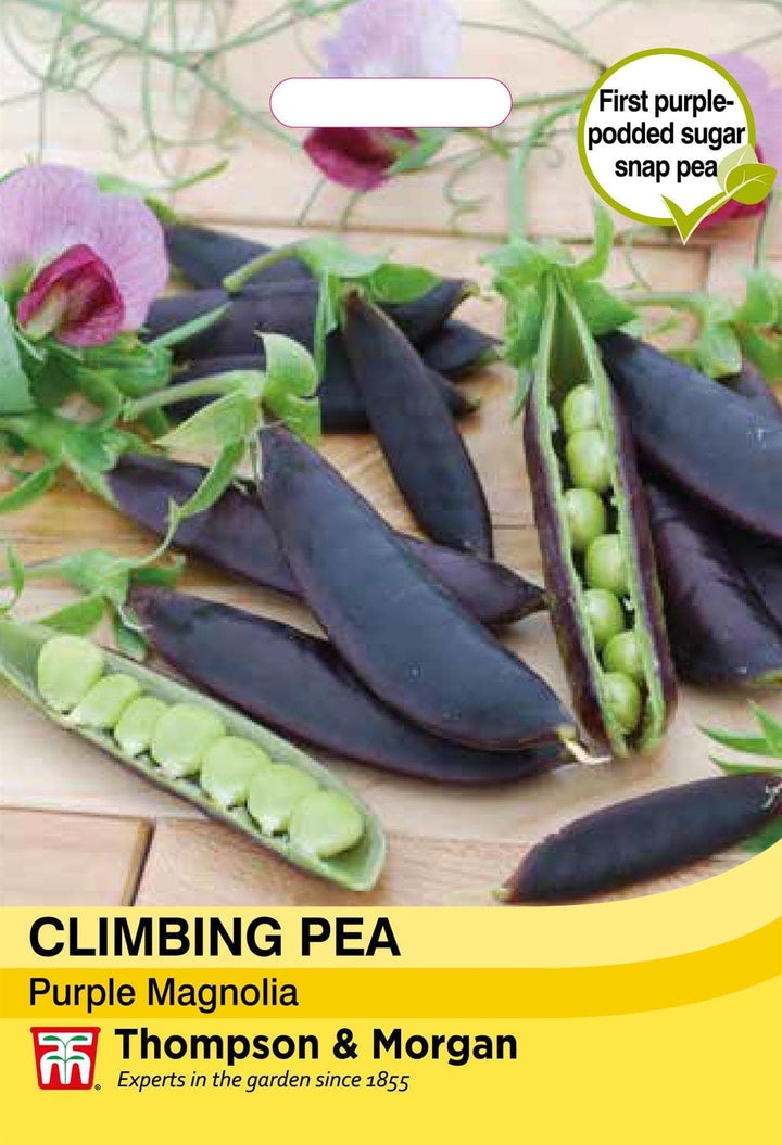 Climbing Pea Purple Magnolia Seeds