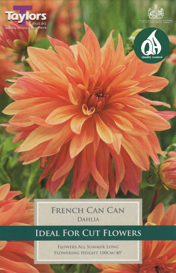 Dahlia French Can Can (Single Pack)