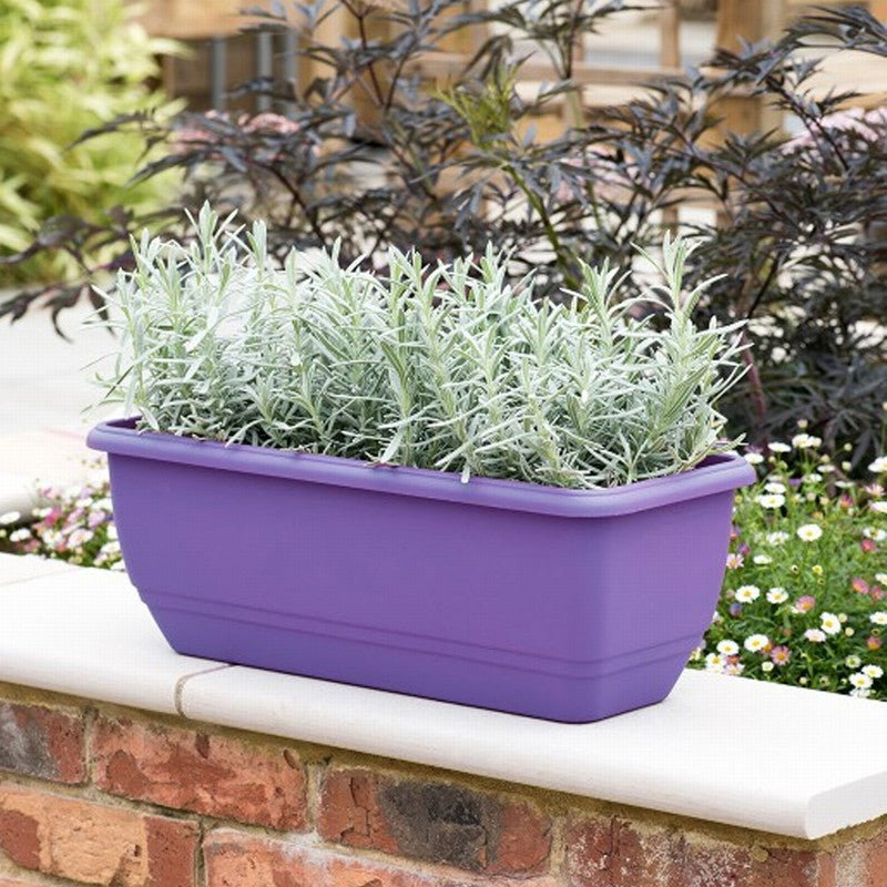 50cm Patio Trough Lavender | Cornwall Garden Shop | UK