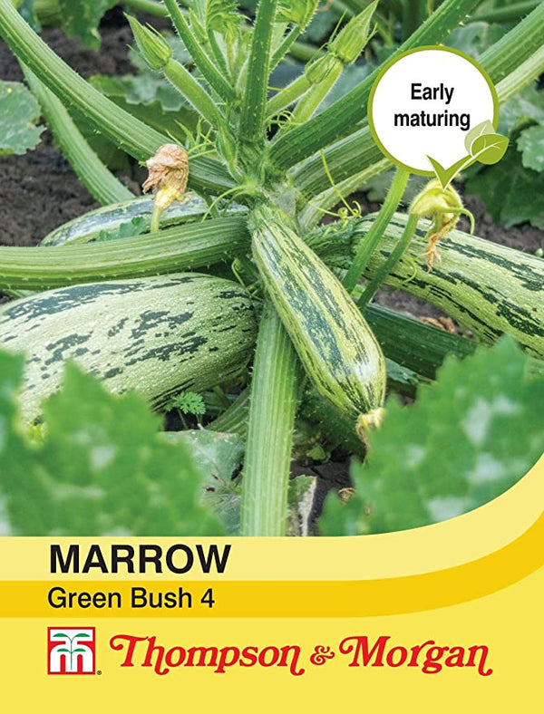 Marrow Green Bush 4 Seeds