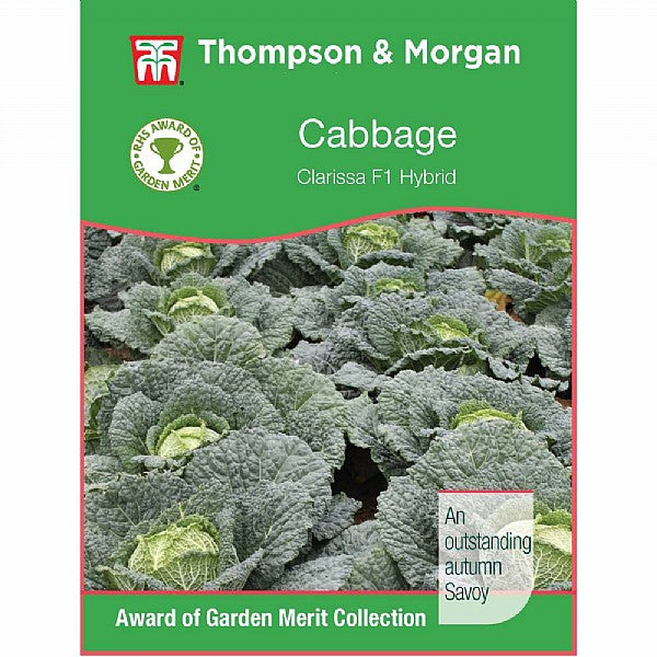 Cabbage Savoy Clarissa Seeds