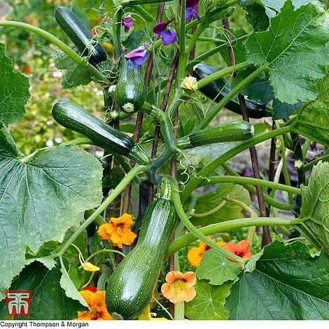 Courgette Black Forest F1 Hybrid Seeds