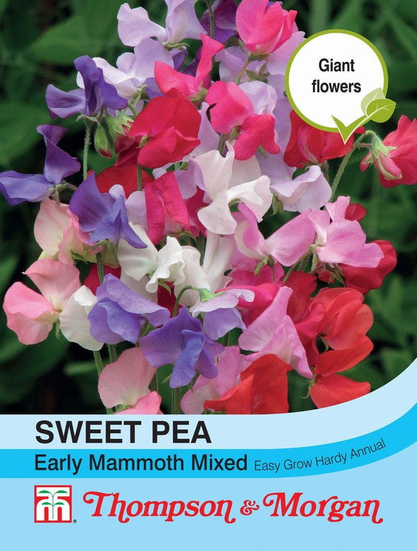 Sweet Pea Early Mammoth Mixed Flower Seeds