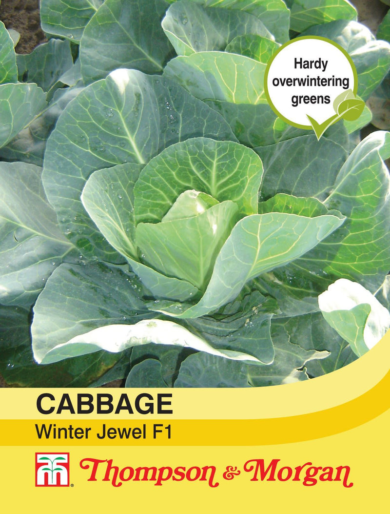 Cabbage Winter Jewel F1 Seeds