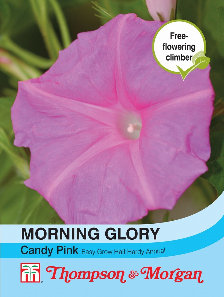 Morning Glory Candy Pink Flower Seeds