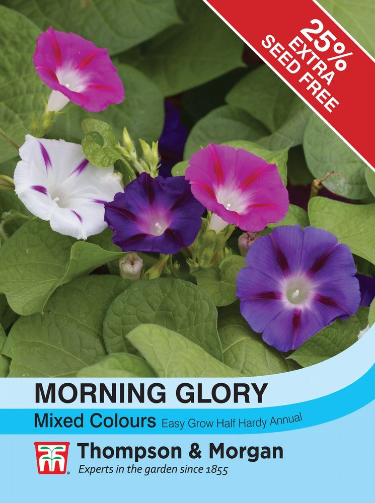 Morning Glory Mixed Colours Flower Seeds