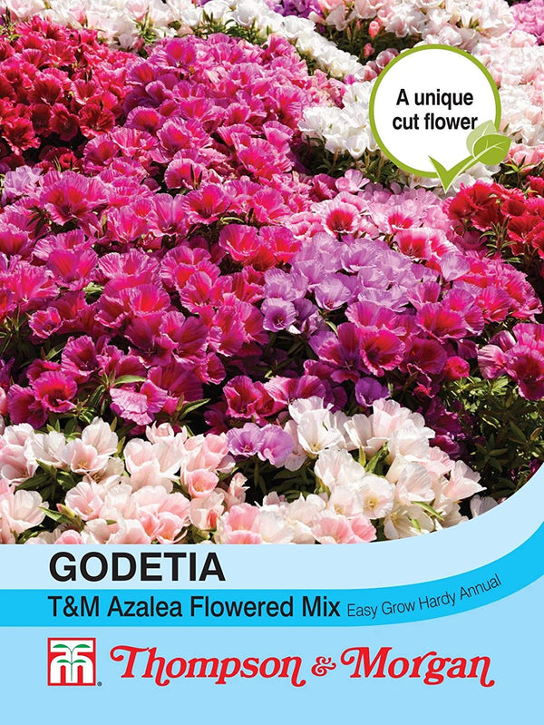 Godetia T&M Azalea Flowered Mixed Flower Seeds