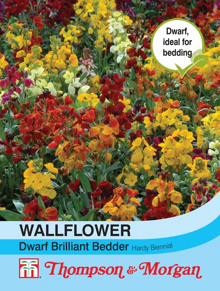 Wallflower Dwarf Brilliant Bedder Flower Seeds