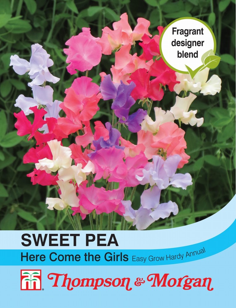Sweet Pea Here Come the Girls Flower Seeds