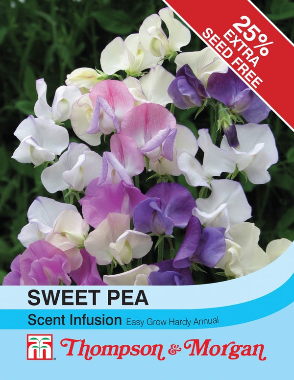 Sweet Pea Scent Infusion Flower Seeds