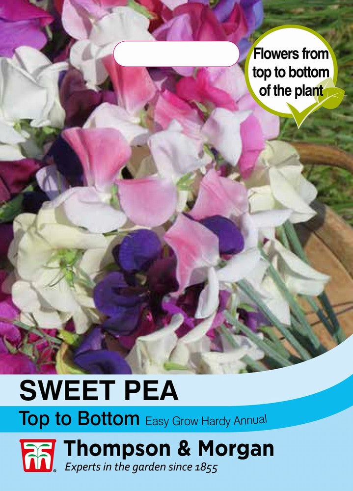 Sweet Pea Top to Bottom Flower Seeds