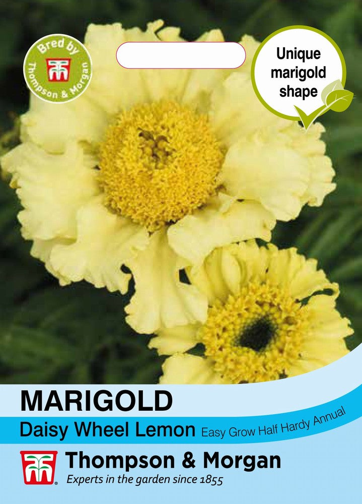 Marigold Daisy Wheel Lemon Flower Seeds