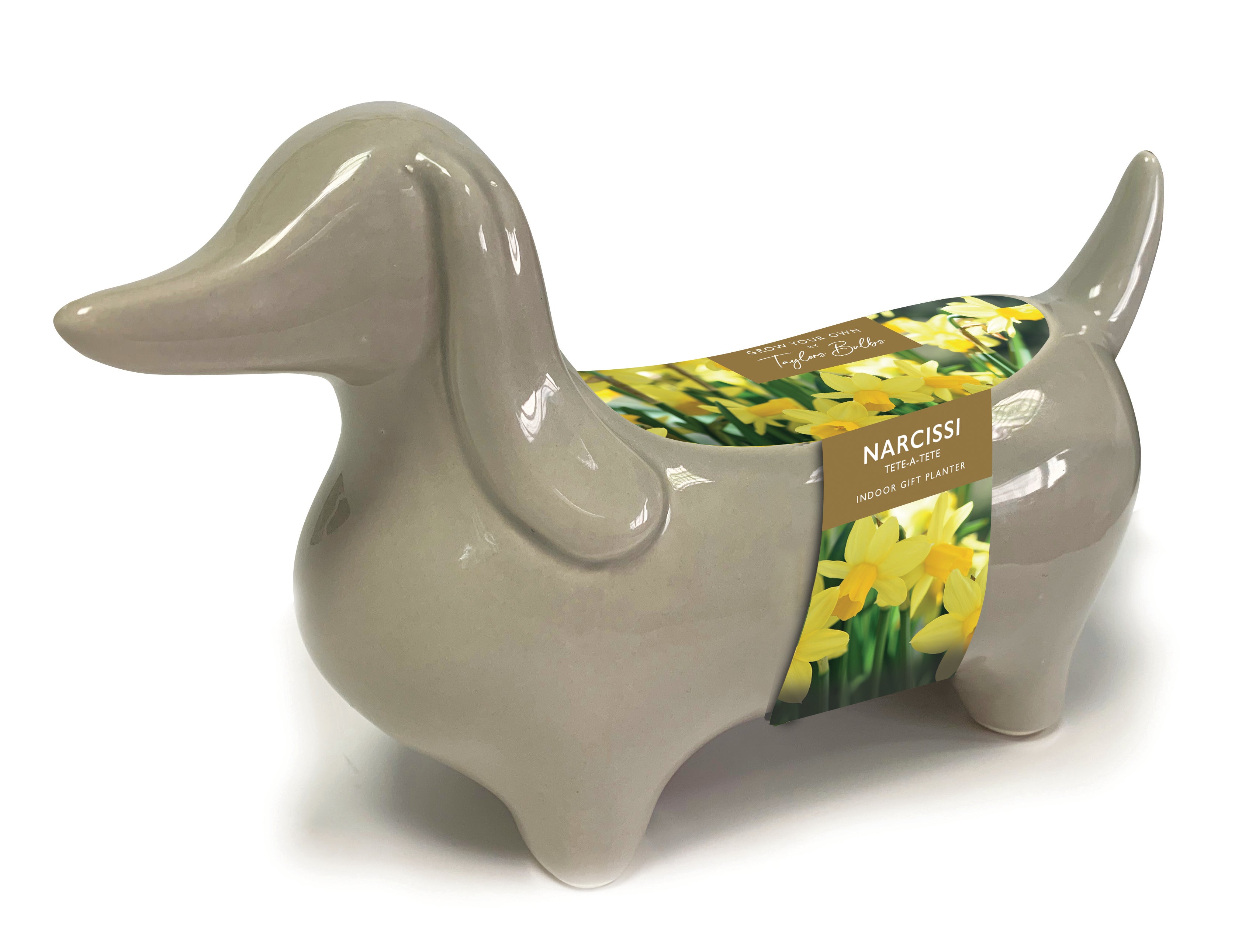 Narcissi Tete A Tete Bulbs Planter Sausage Dog