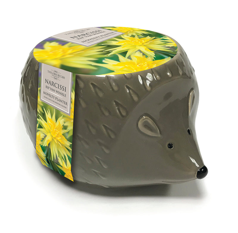 Narcissi Rip Van Winkle Planter Hedgehog