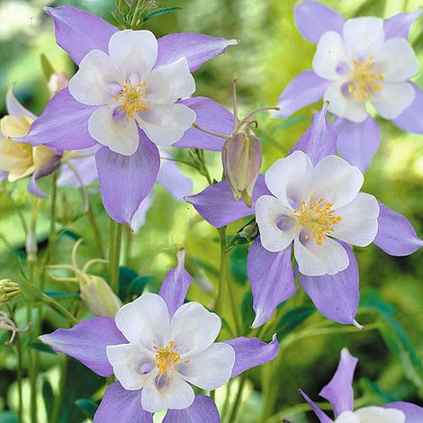 Aquilegia Caerulea Flower Seeds