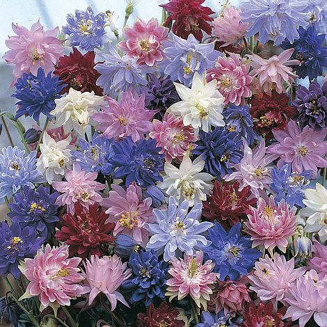 Aquilegia Nora Barlow Mixed Flower Seeds