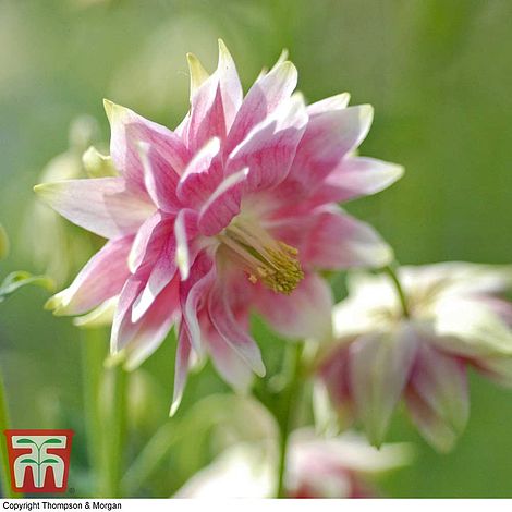 Aquilegia Nora Barlow Flower Seeds