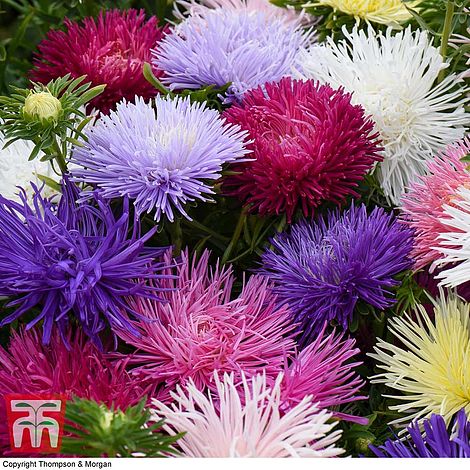 Aster Starlight Mixed Flower Seeds