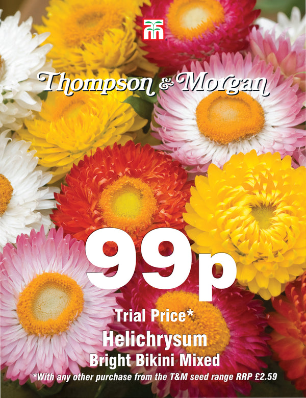 Helichrysum Bright Bikini Mixed Flower Seeds