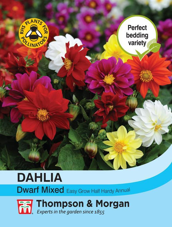 Dahlia Dwarf Mixed Flower Seeds