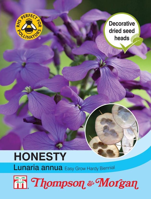 Honesty Lunaria Annua Flower Seeds