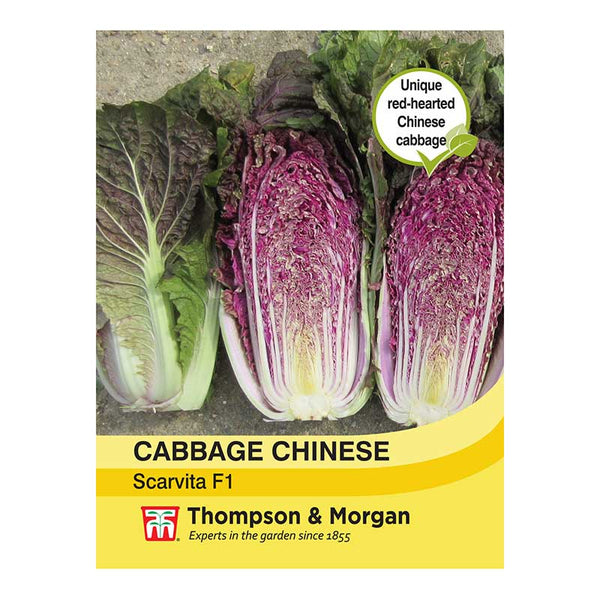 Cabbage Chinese Scarvita F1 Hybrid Seeds