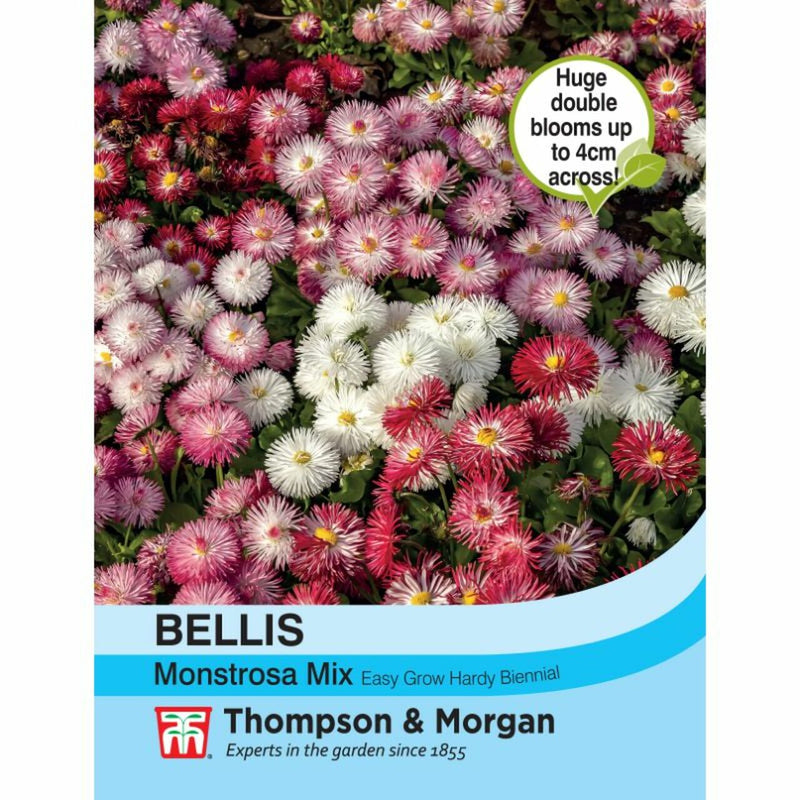 Bellis Monstrosa Mix Flower Seeds
