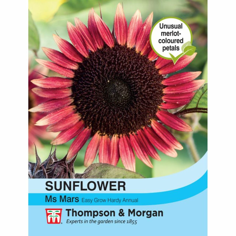 Sunflower Ms Mars Flower Seeds