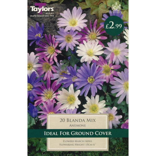Anemone Blanda Mix
