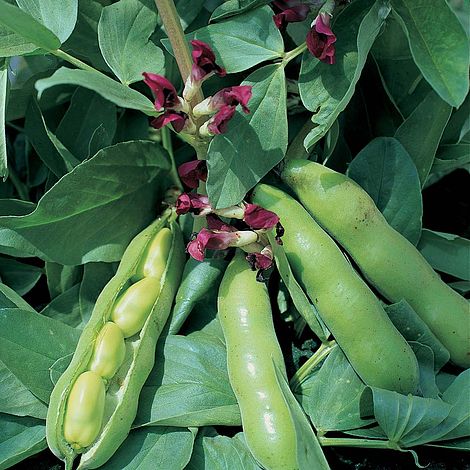 Broad Bean Crimson Flowered Seeds