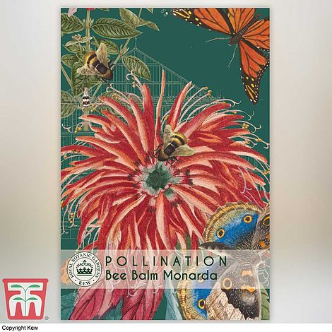 Bee Balm Kew Pollinators Flower Seeds