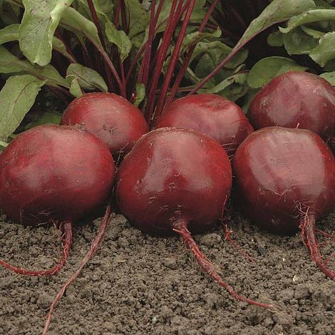 Beetroot Moneta Vegetable Seeds