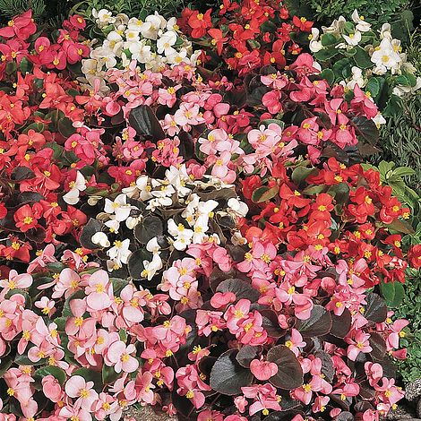 Begonia Semperflorens Options Mixed Flower Seeds