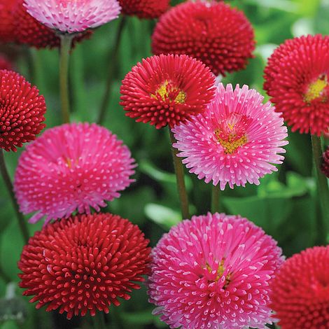 Bellis Pomponette Mixed Flower Seeds