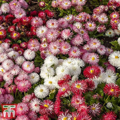 Bellis Monstrosa Mix Flower Seeds