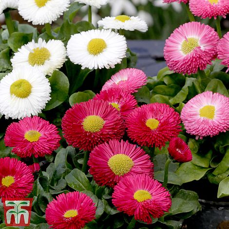 Bellis Monstrosa Mix Flower Seeds